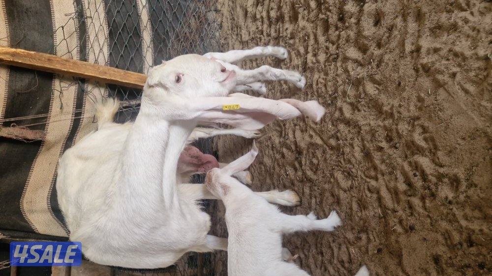 للبيع ٣ خرفان. سمان العمر تقريبا. ٣ شهور.  وعنز مطفل توم3