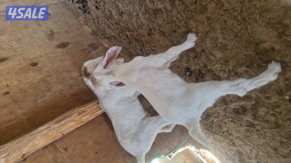 للبيع ٣ خرفان. سمان العمر تقريبا. ٣ شهور.  وعنز مطفل توم4