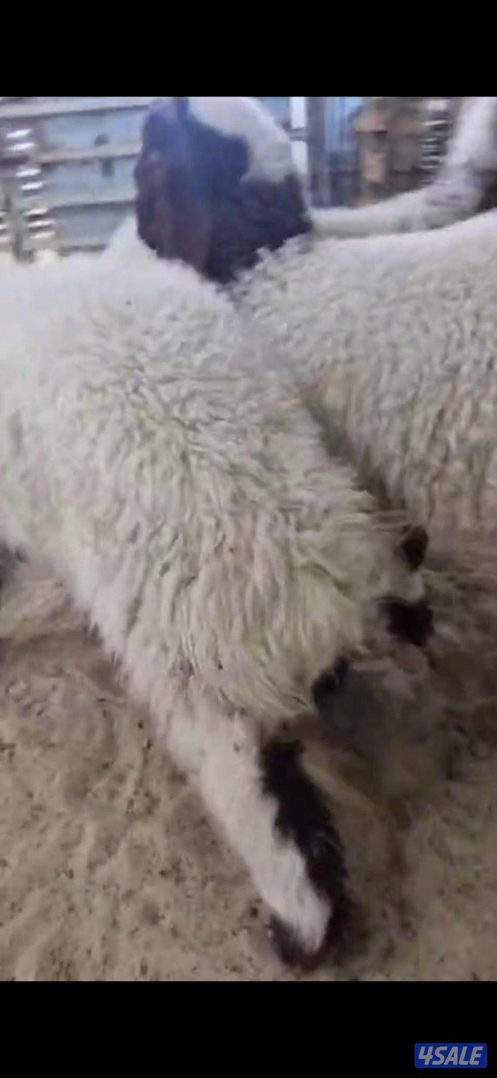 للبيع ٣ خرفان. سمان العمر تقريبا. ٣ شهور.  وعنز مطفل توم5