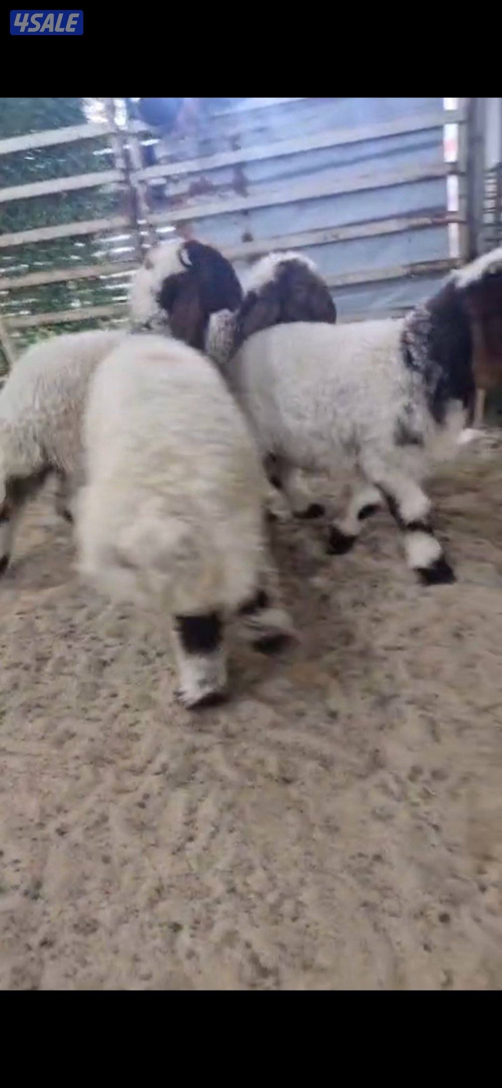 للبيع ٣ خرفان. سمان العمر تقريبا. ٣ شهور.  وعنز مطفل توم6