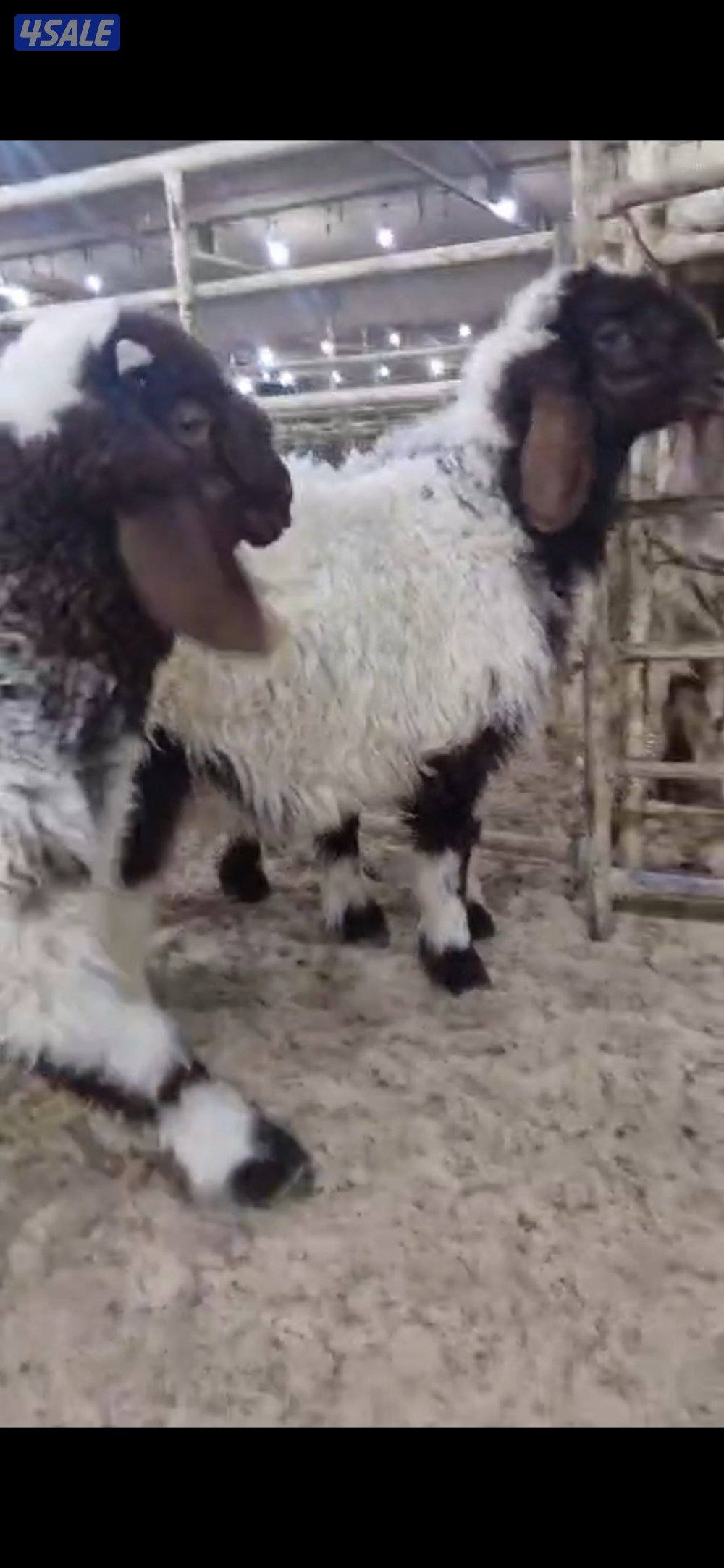 للبيع ٣ خرفان. سمان العمر تقريبا. ٣ شهور.  وعنز مطفل توم7