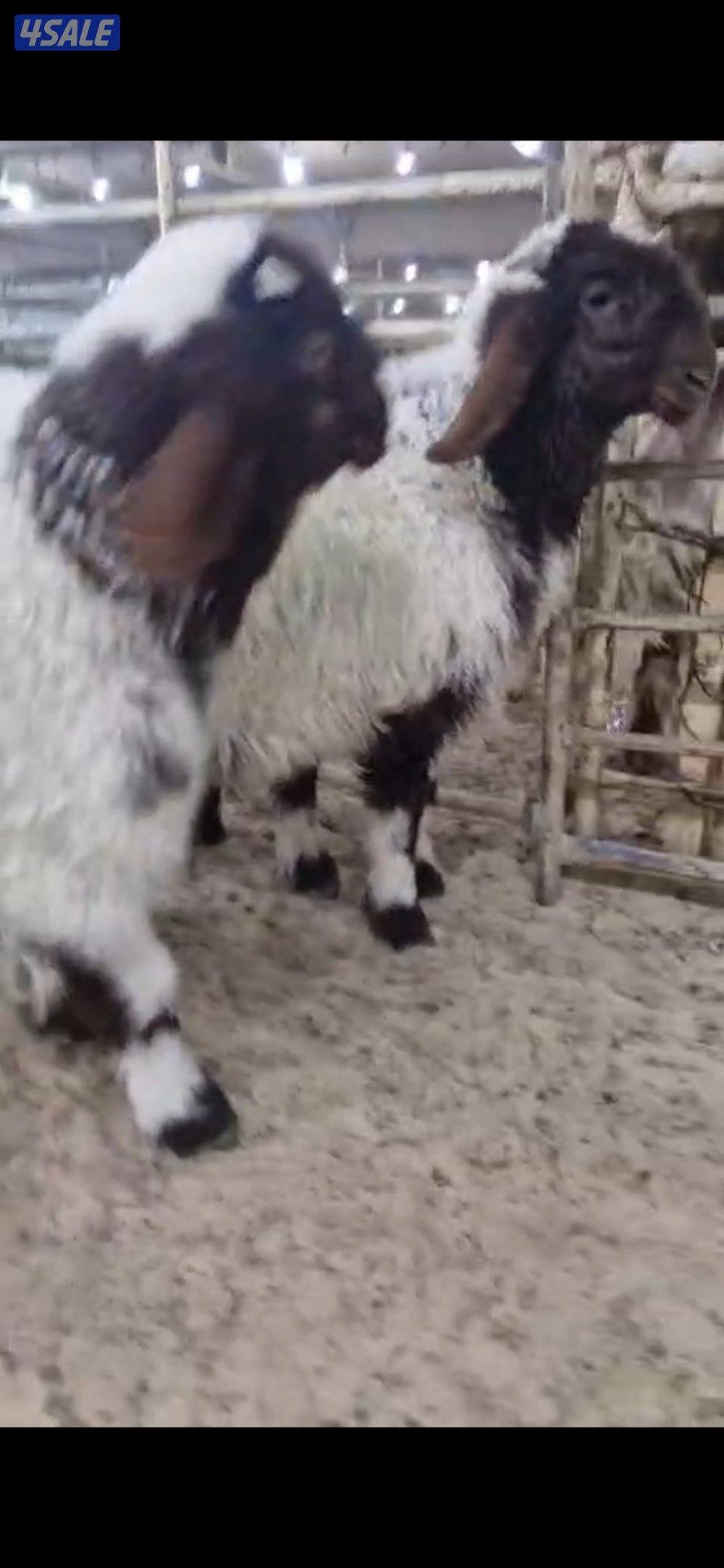 للبيع ٣ خرفان. سمان العمر تقريبا. ٣ شهور.  وعنز مطفل توم8