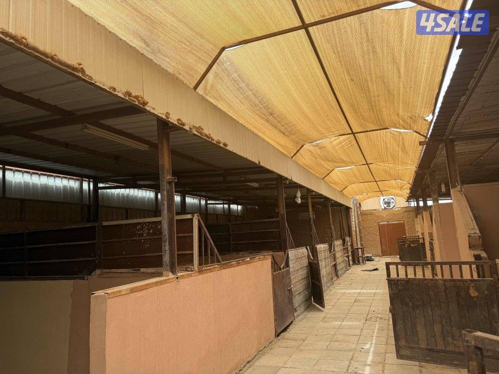 شهر اجر 10 مناجر بصلاح حق الحلال والحمام والدجاج0