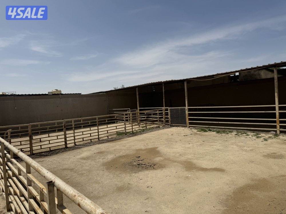 شهر اجر 10 مناجر بصلاح حق الحلال والحمام والدجاج1