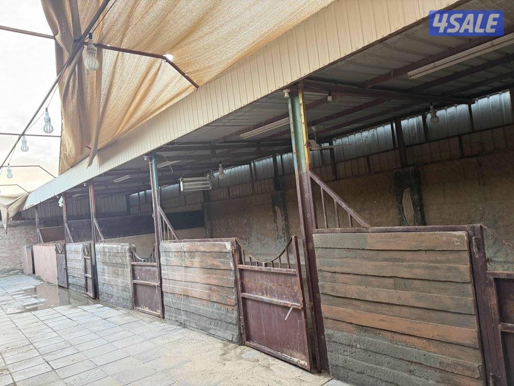 شهر اجر 10 مناجر بصلاح حق الحلال والحمام والدجاج2