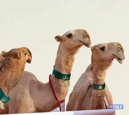 حلاقة وغسيل الإبل جميع مناطق الكويت0