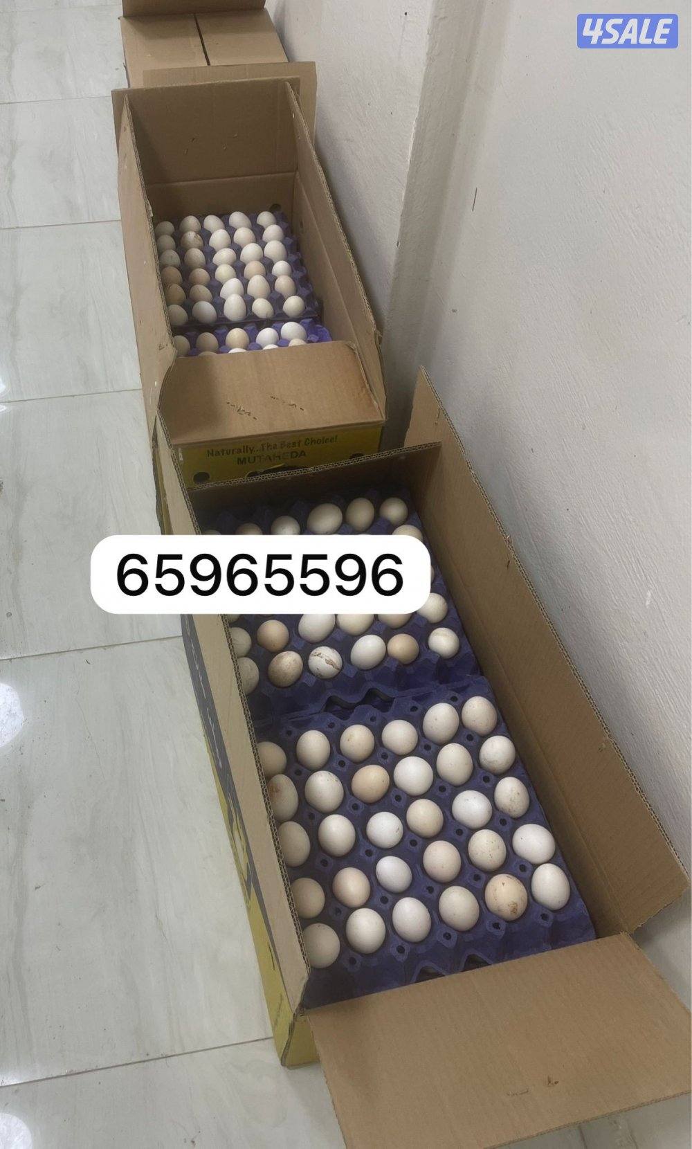 للبيع بيض دجاج قديم0