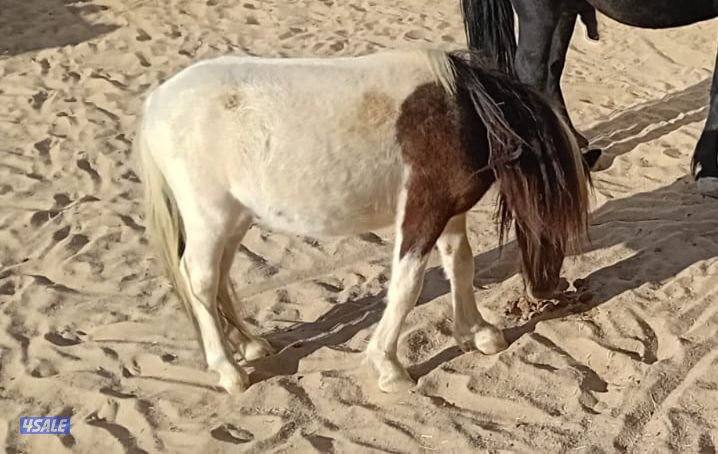 للبيع بونيات مع العربانات4