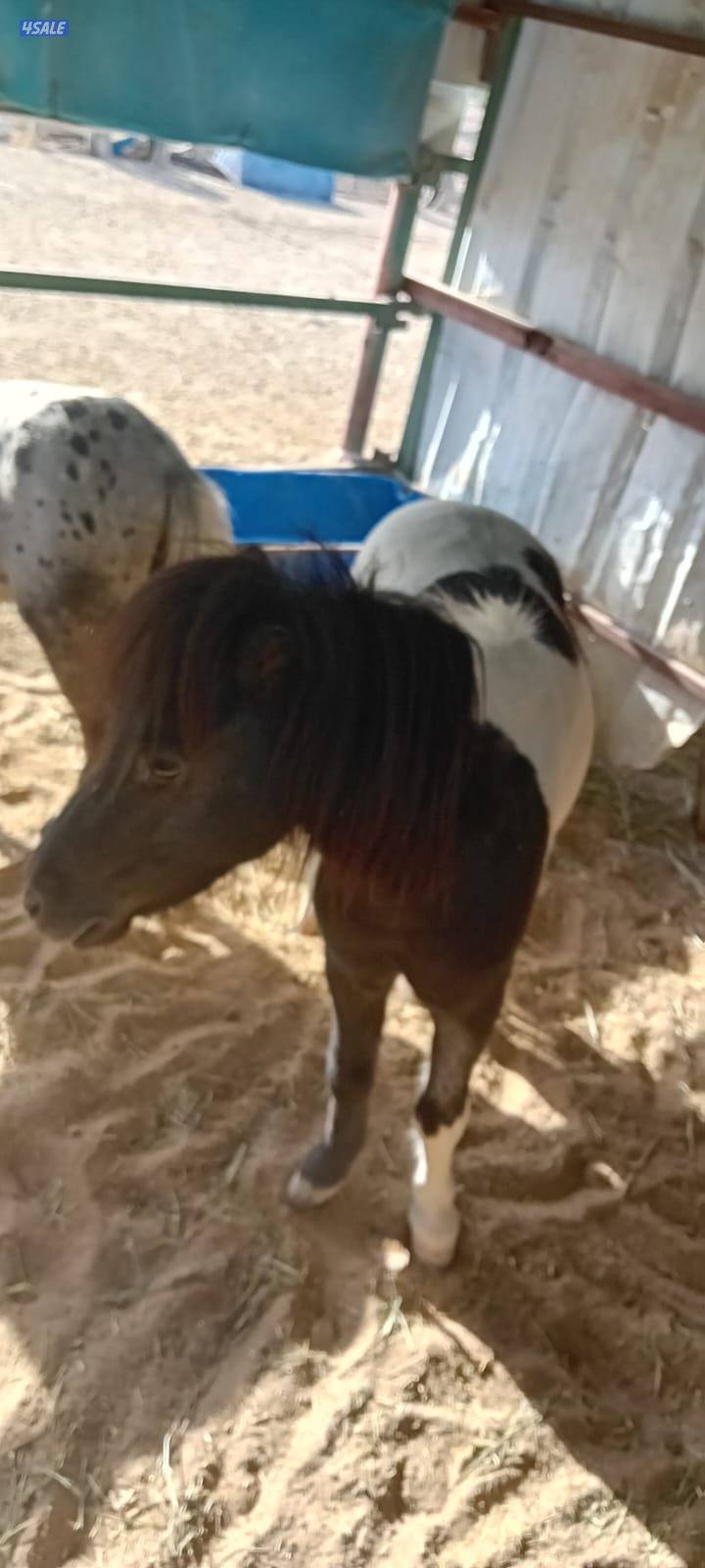 للبيع بونيات مع العربانات5