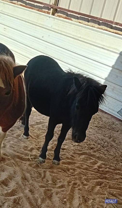 للبيع بونيات مع العربانات6