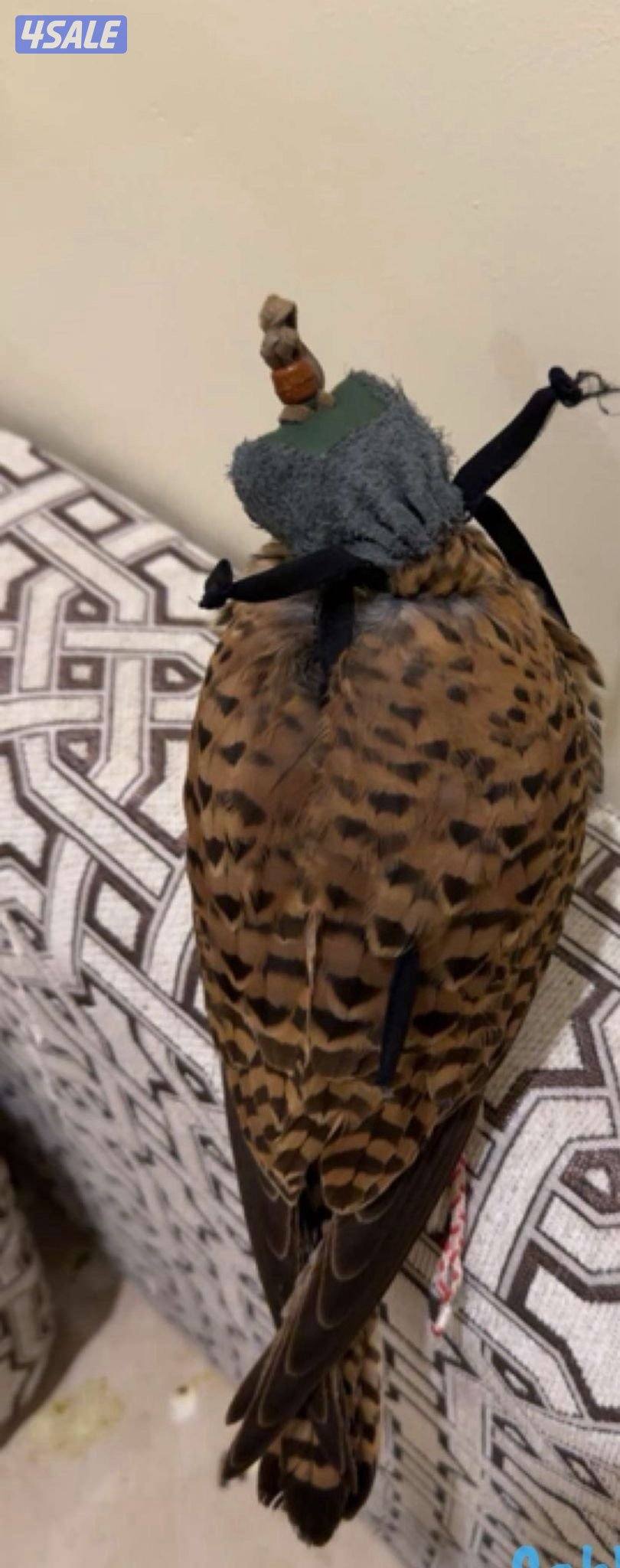 ‏مع أغراضه والتوصيل مو ‏متدرب0