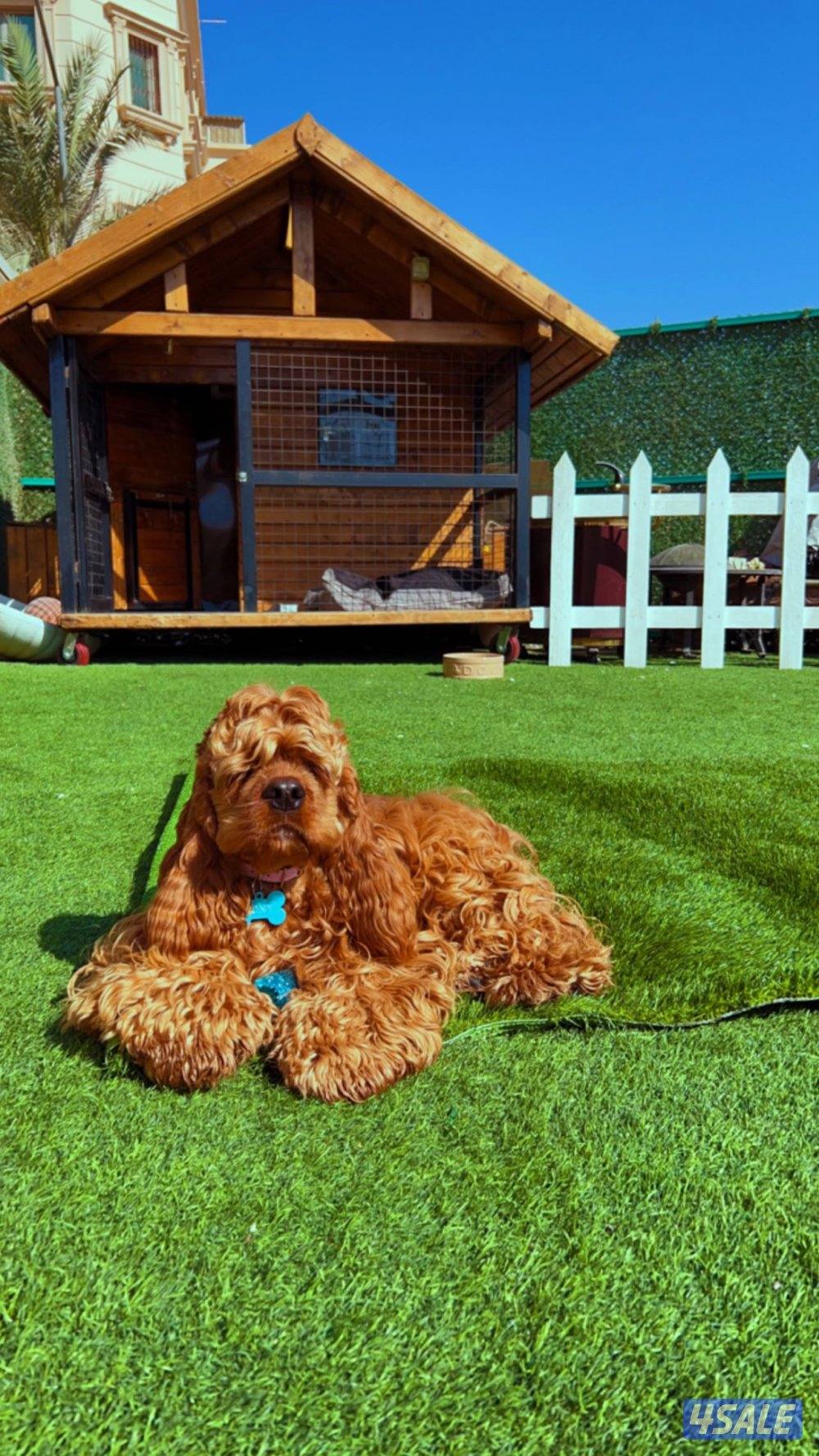 القفص الخشبي0