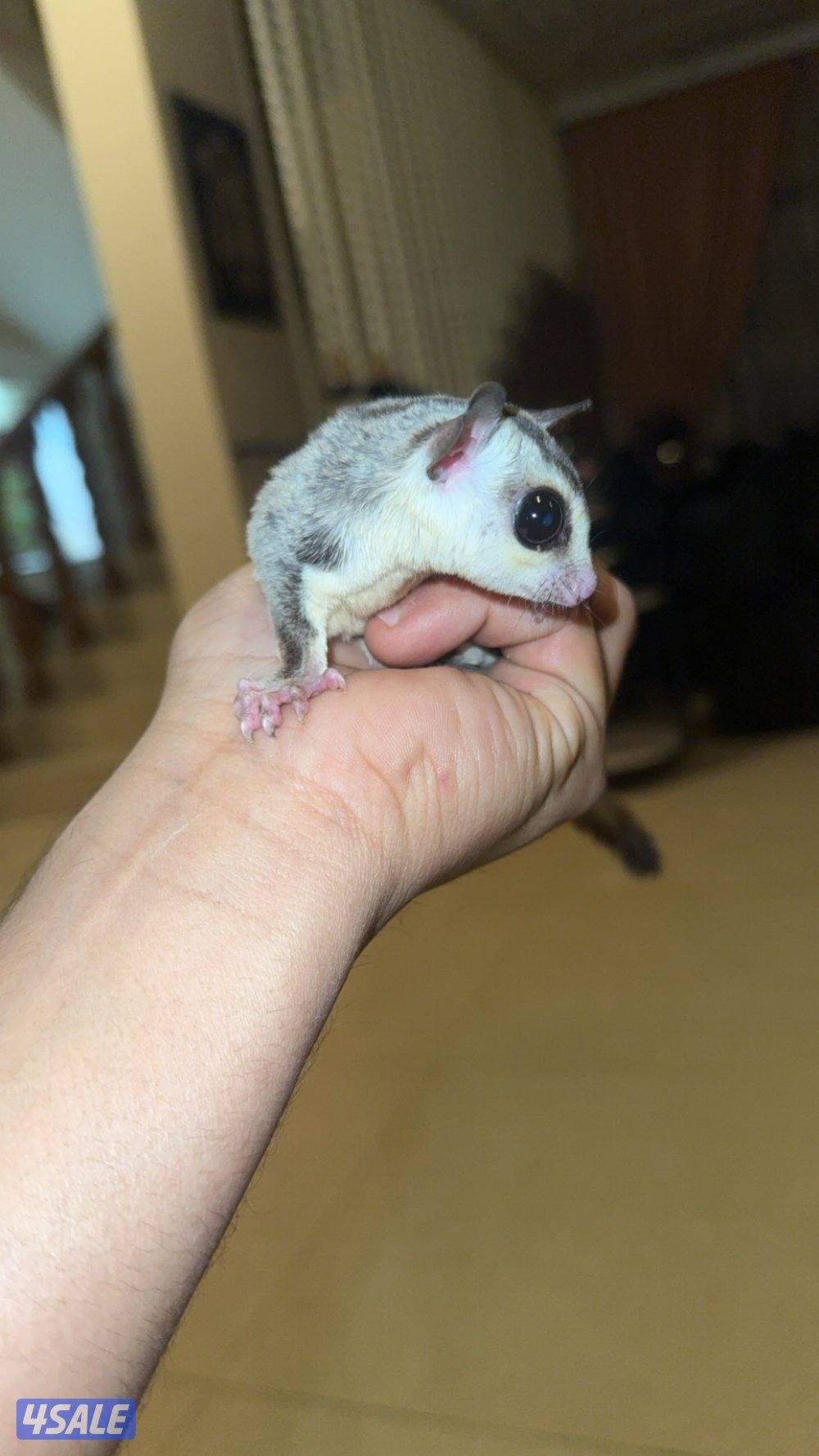 للبيع شوقر قلايدر صحه زينه0