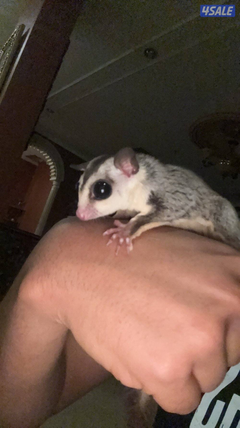 للبيع شوقر قلايدر صحه زينه1