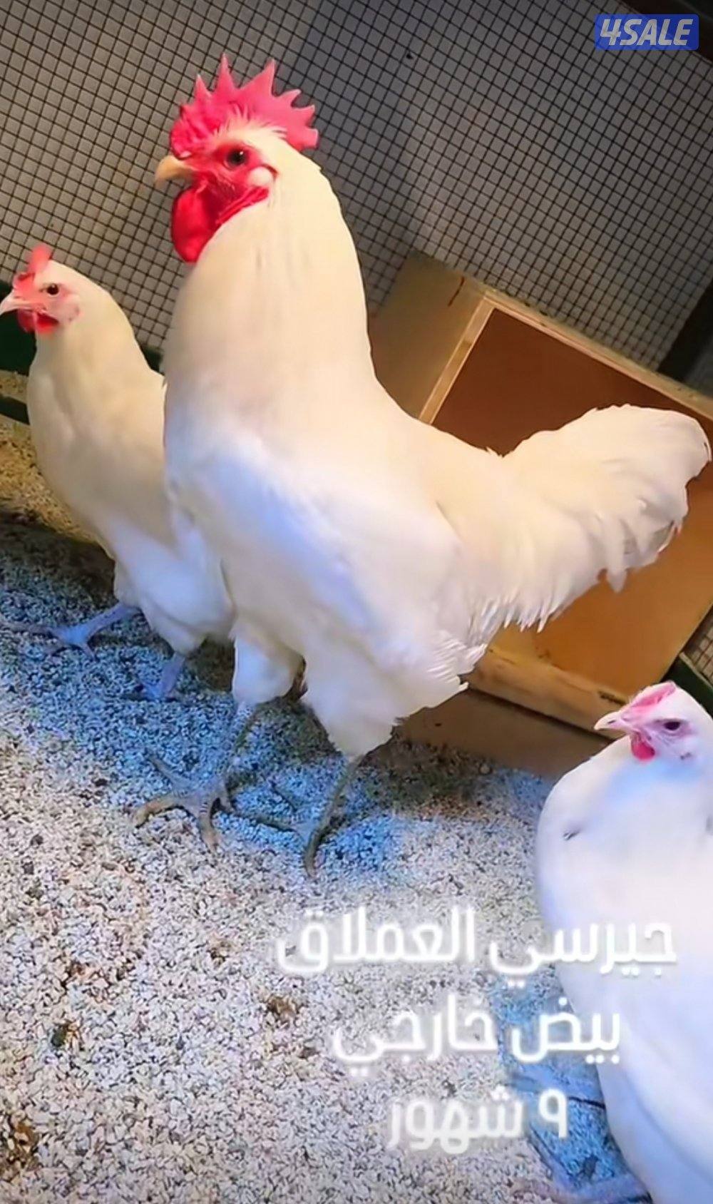 جيرسي العملاق0