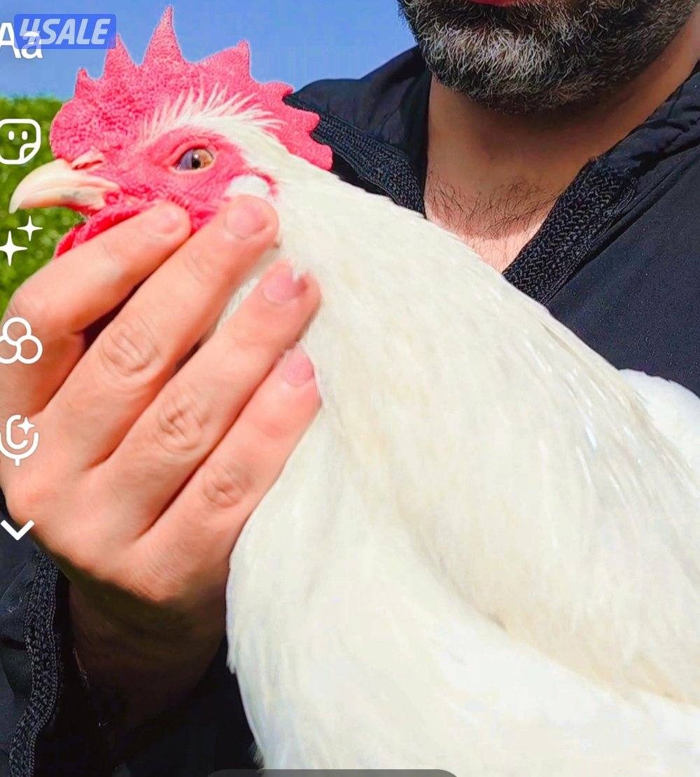 جيرسي العملاق1