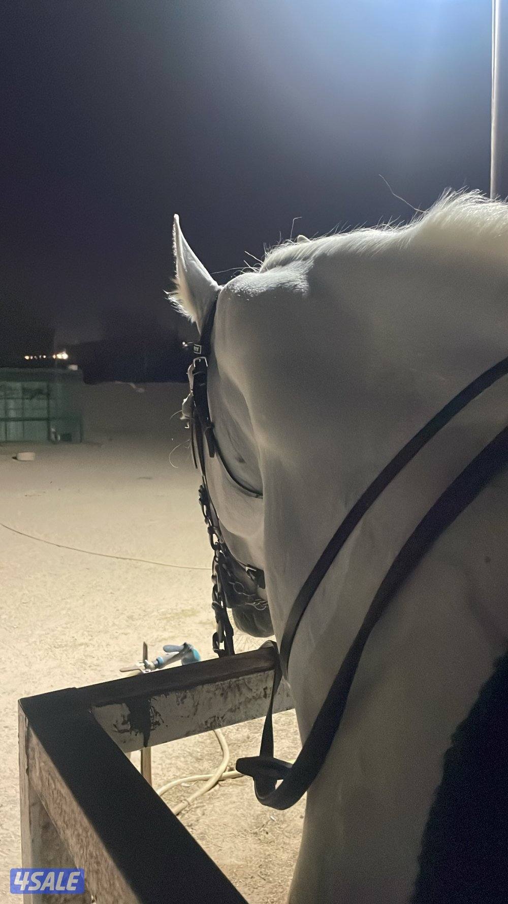 للبيع حصان بولش1