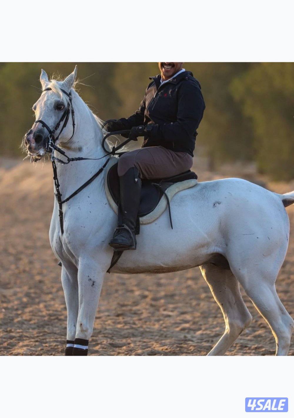 للبيع حصان بولش0