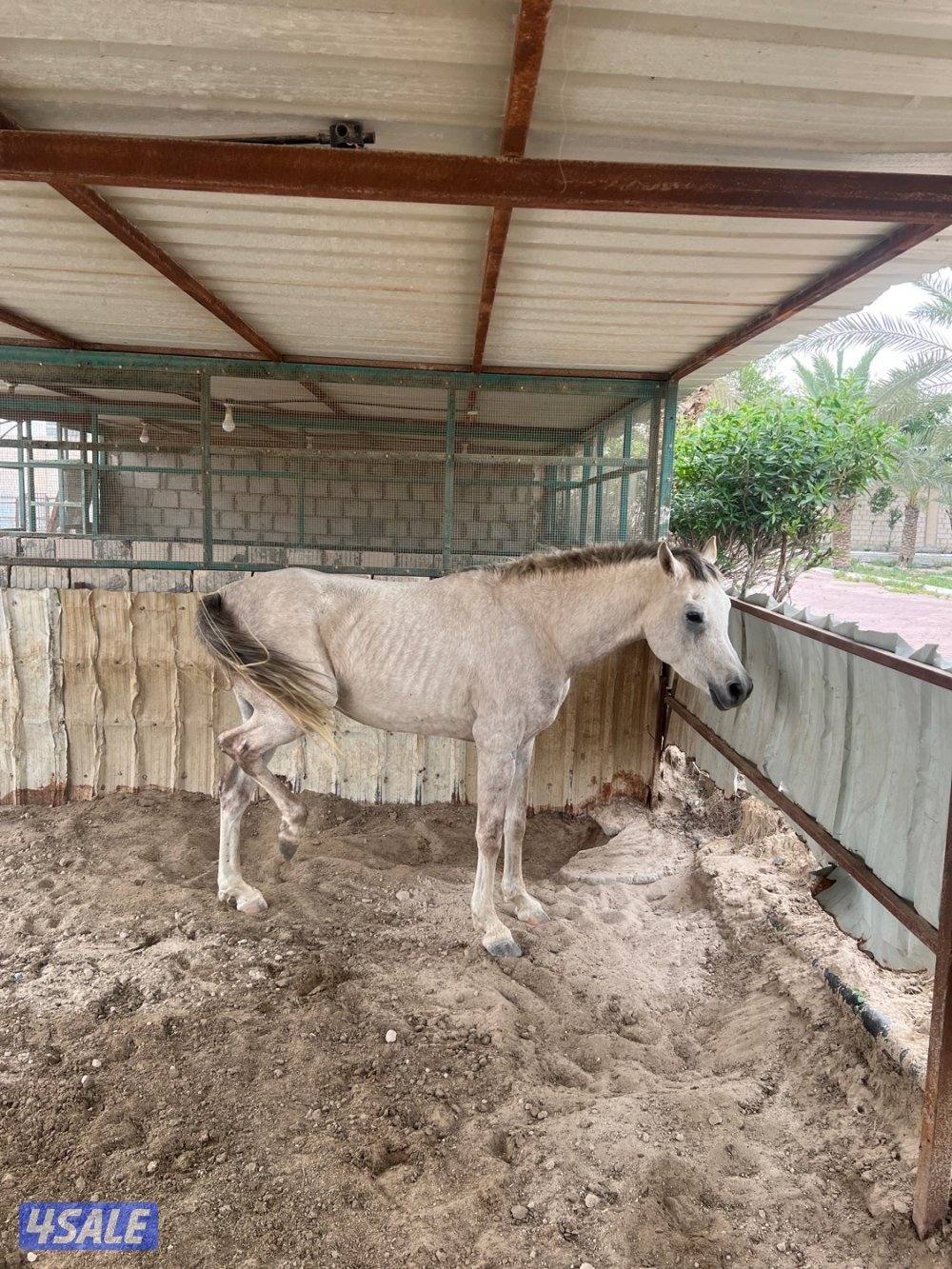 الصليبيه الزراعيه ق 120