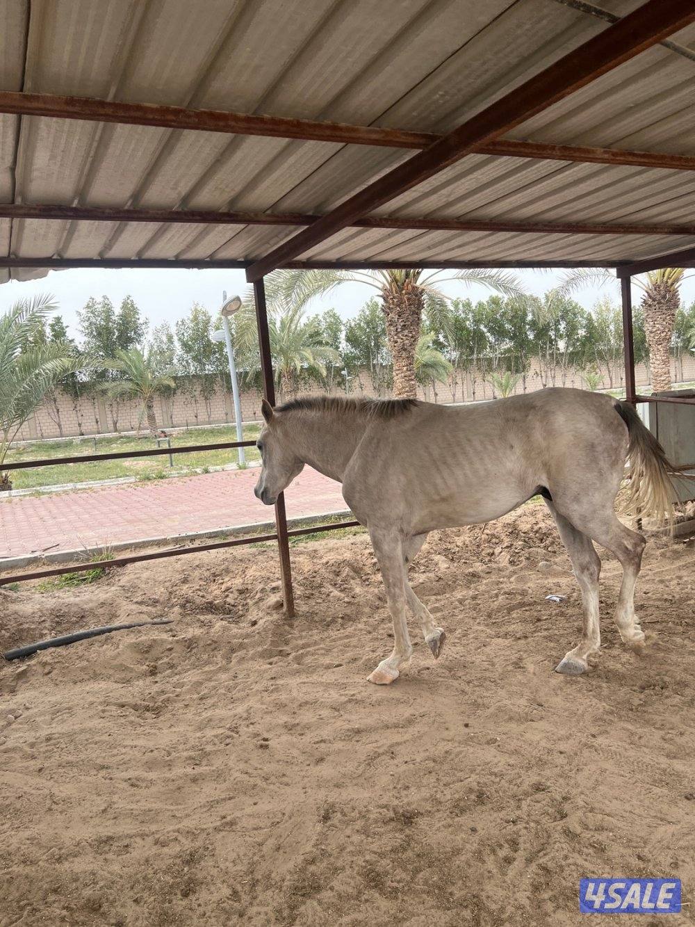 الصليبيه الزراعيه ق 121