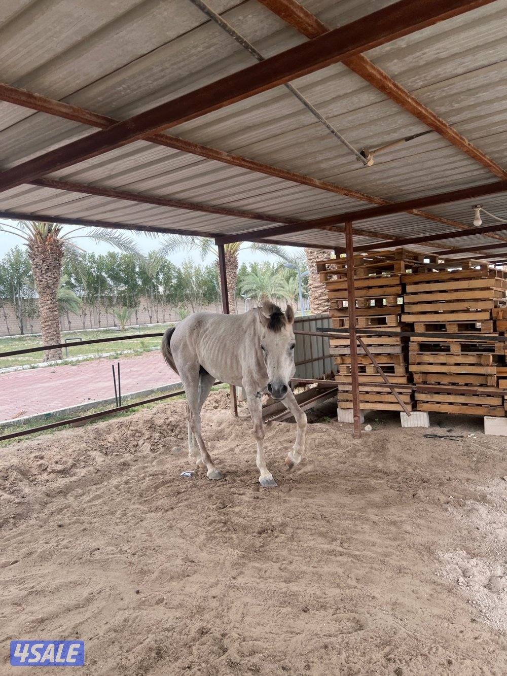 الصليبيه الزراعيه ق 122