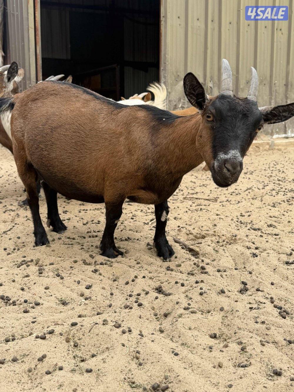 للييع معزه  جيكيه0