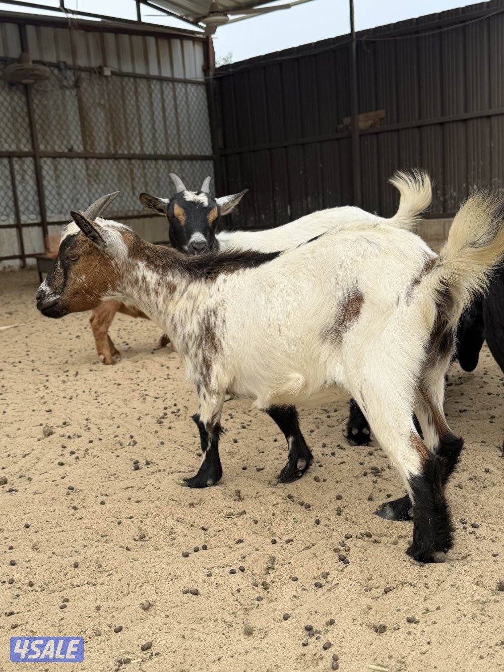 للييع معزه  جيكيه1