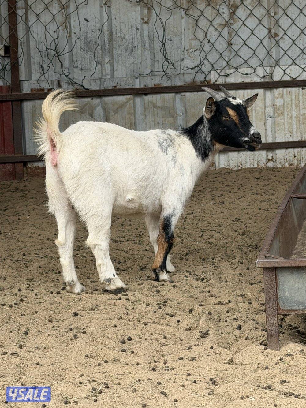 للييع معزه  جيكيه2