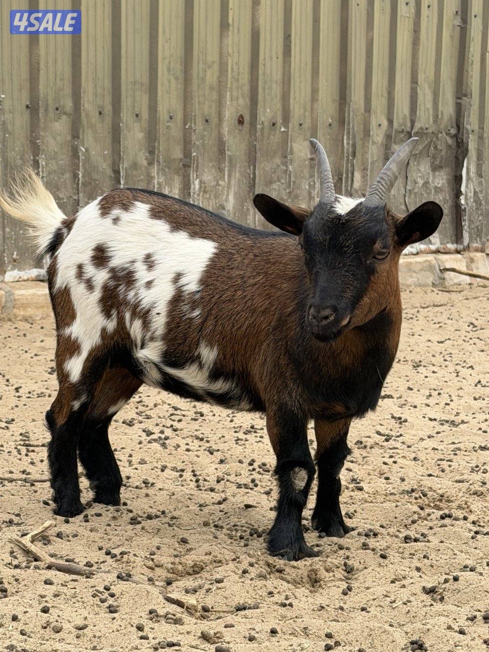 للييع معزه  جيكيه3