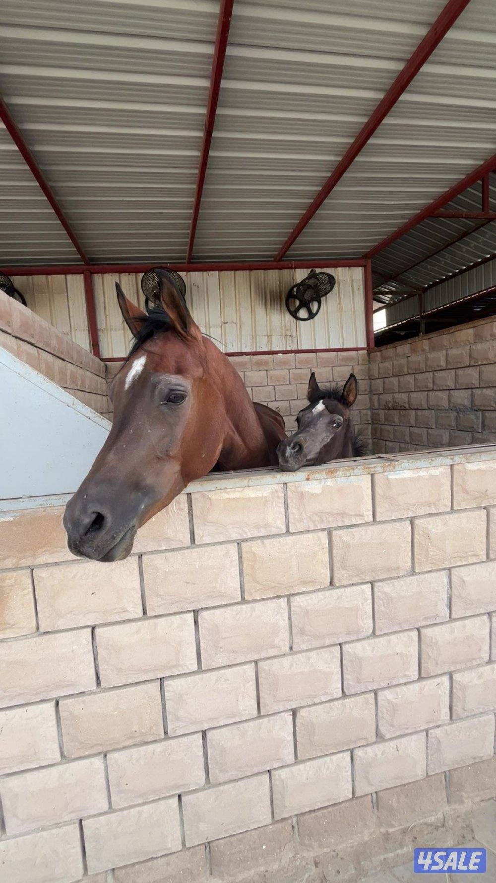 فرس مكس للبيع معى فلوتها ولقاح 3 شهور0