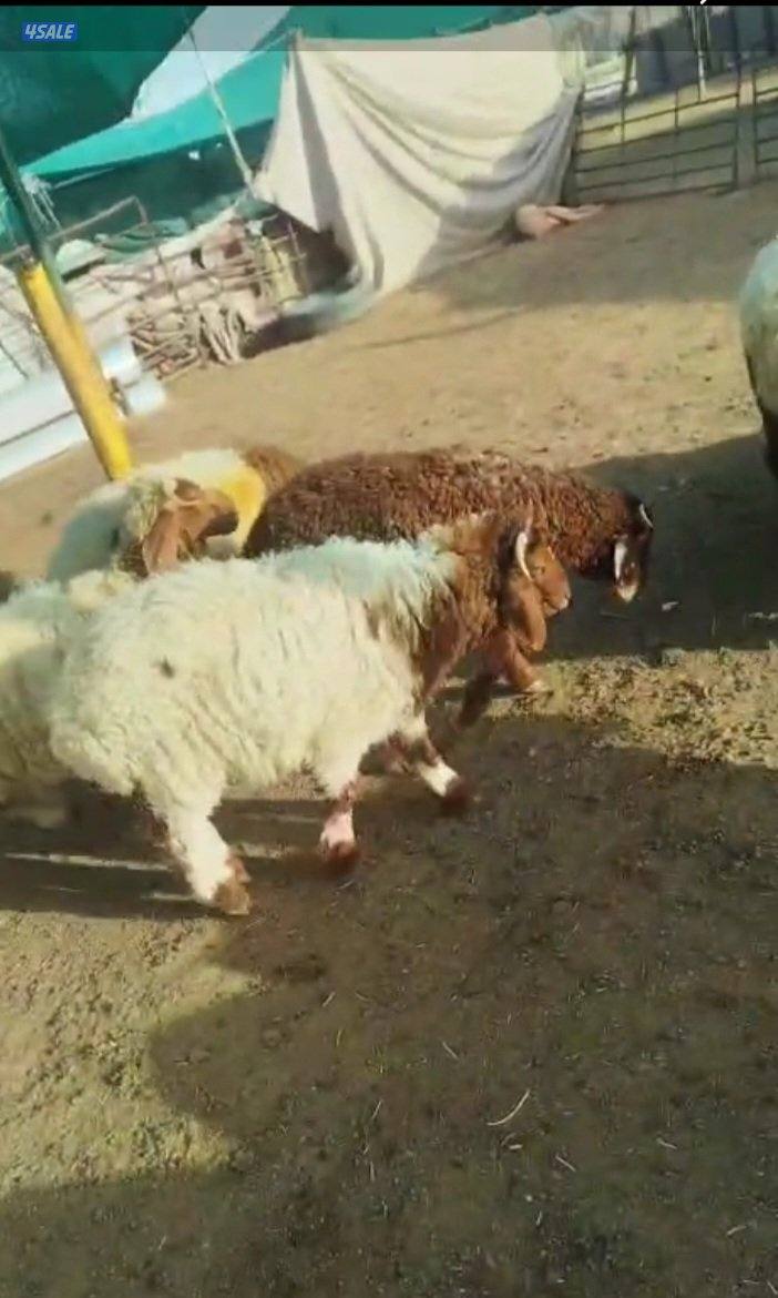 ذبابح نعيمي شي طيب ويجمل معلوف شهرين2