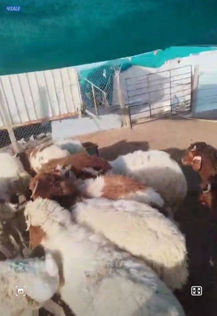 ذبابح نعيمي شي طيب ويجمل معلوف شهرين1