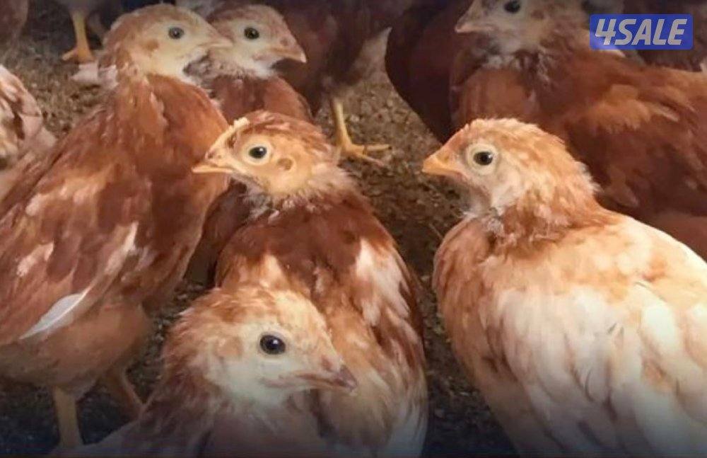 متوفر مجاميع دجاج لوغبار الانجليزي و دجاج لوهمان الألماني جميع الاعمار2