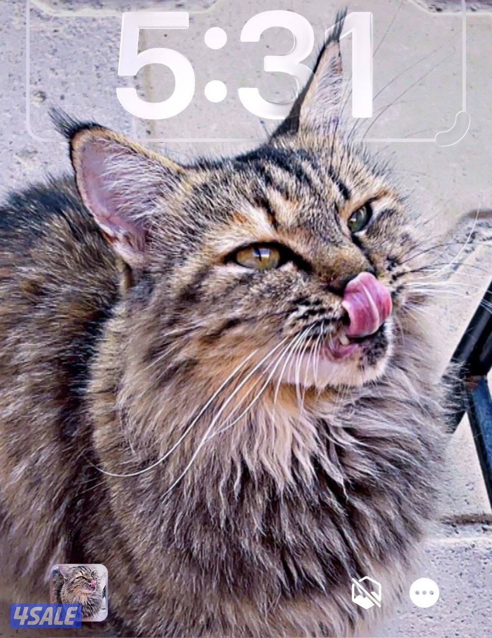للبيع متوفر قطه ماين كوون أوروبيه عالية الجودة main coon🐈‍⬛0