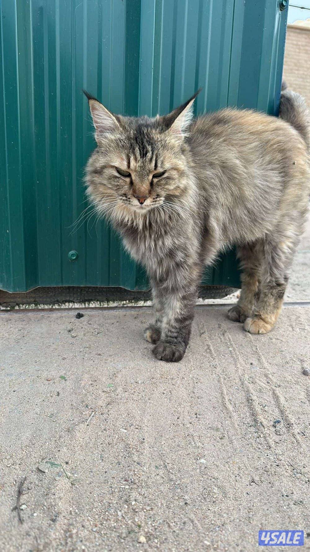 للبيع متوفر قطه ماين كوون أوروبيه عالية الجودة main coon🐈‍⬛1