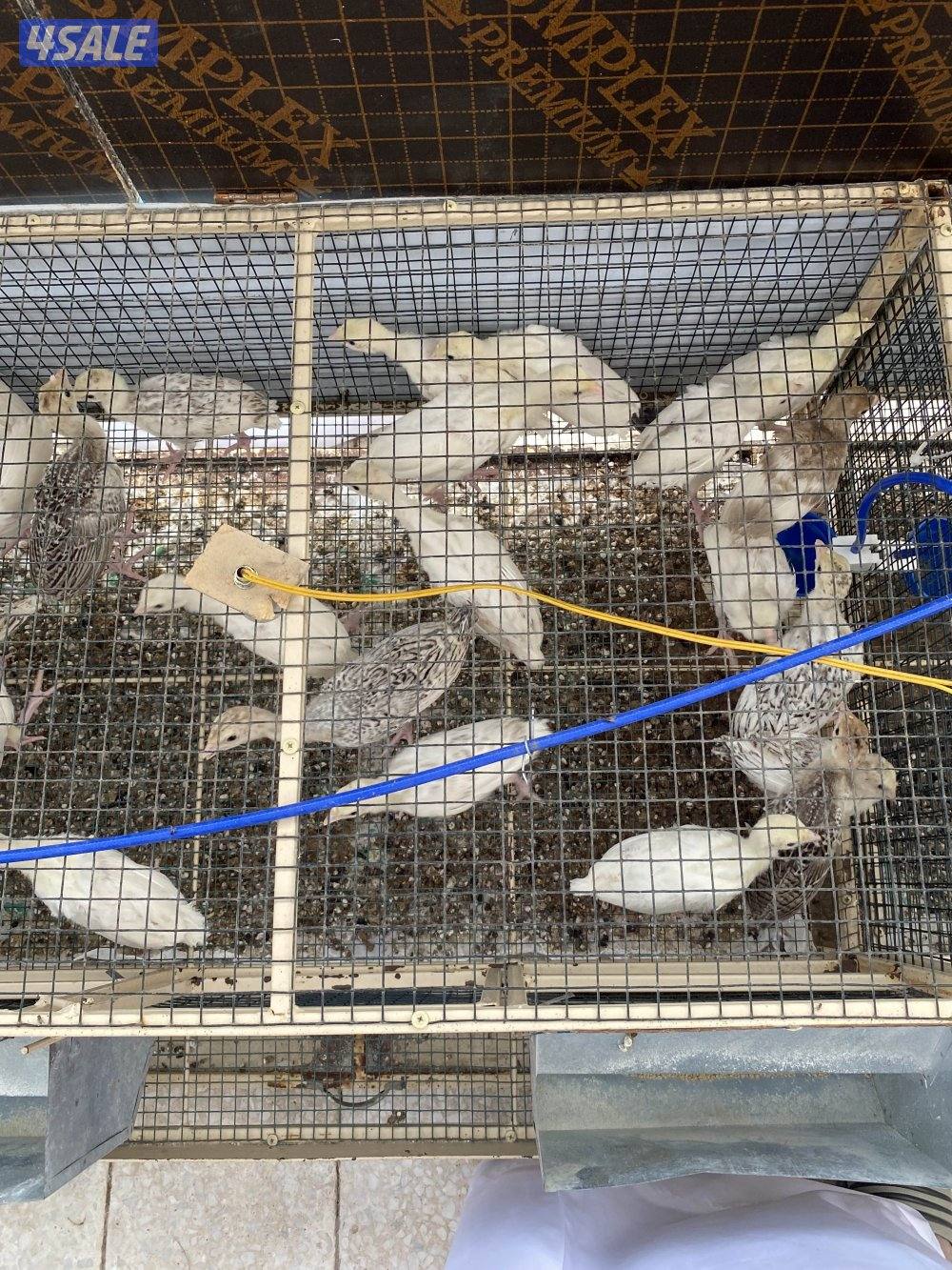 للبيع فروخ رومي وبيض0