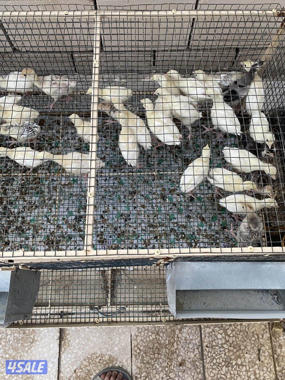 للبيع فروخ رومي وبيض1