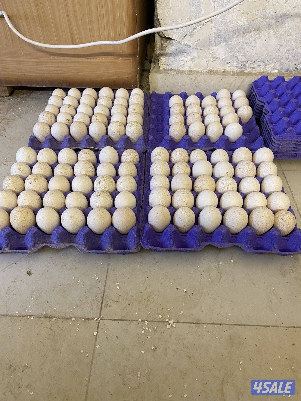 للبيع فروخ رومي وبيض2