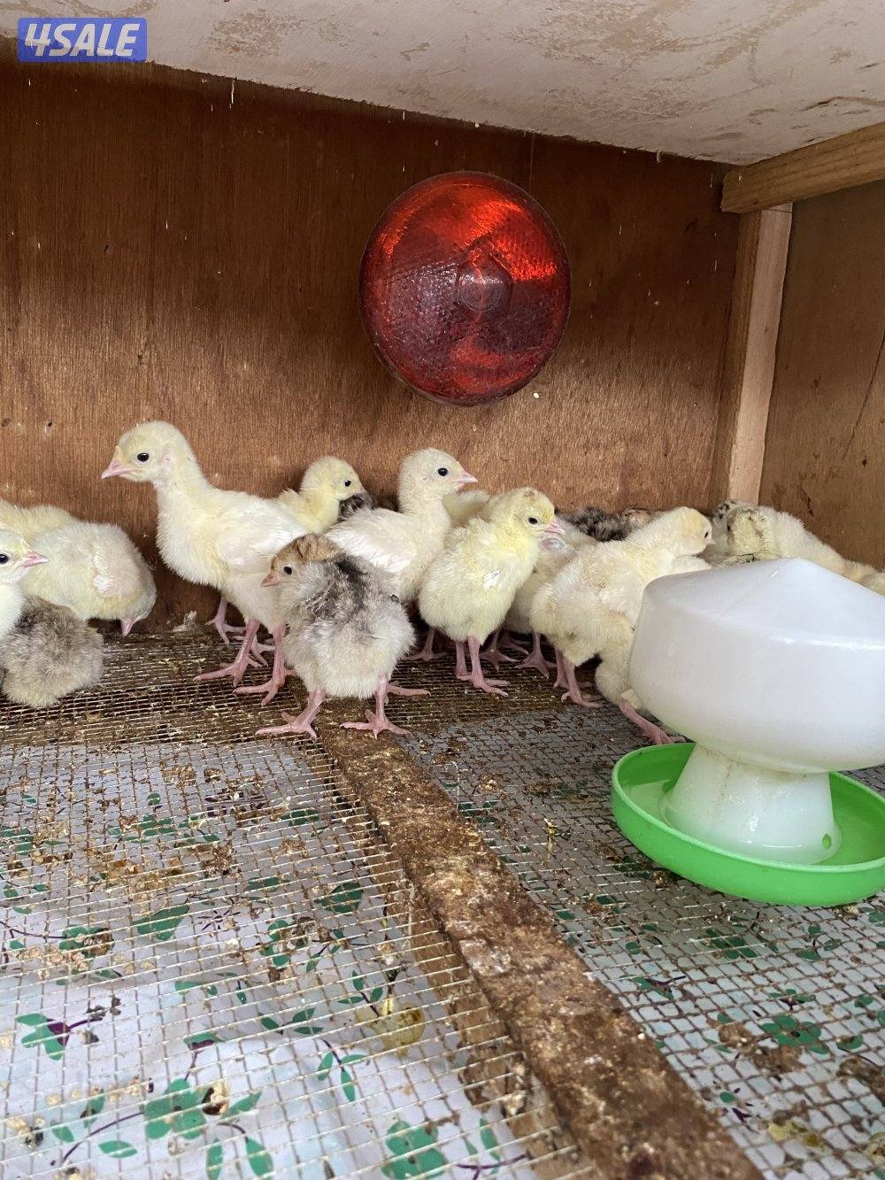 للبيع فروخ رومي وبيض3