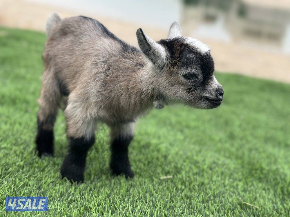 تيس جيكي متعود على المميه0