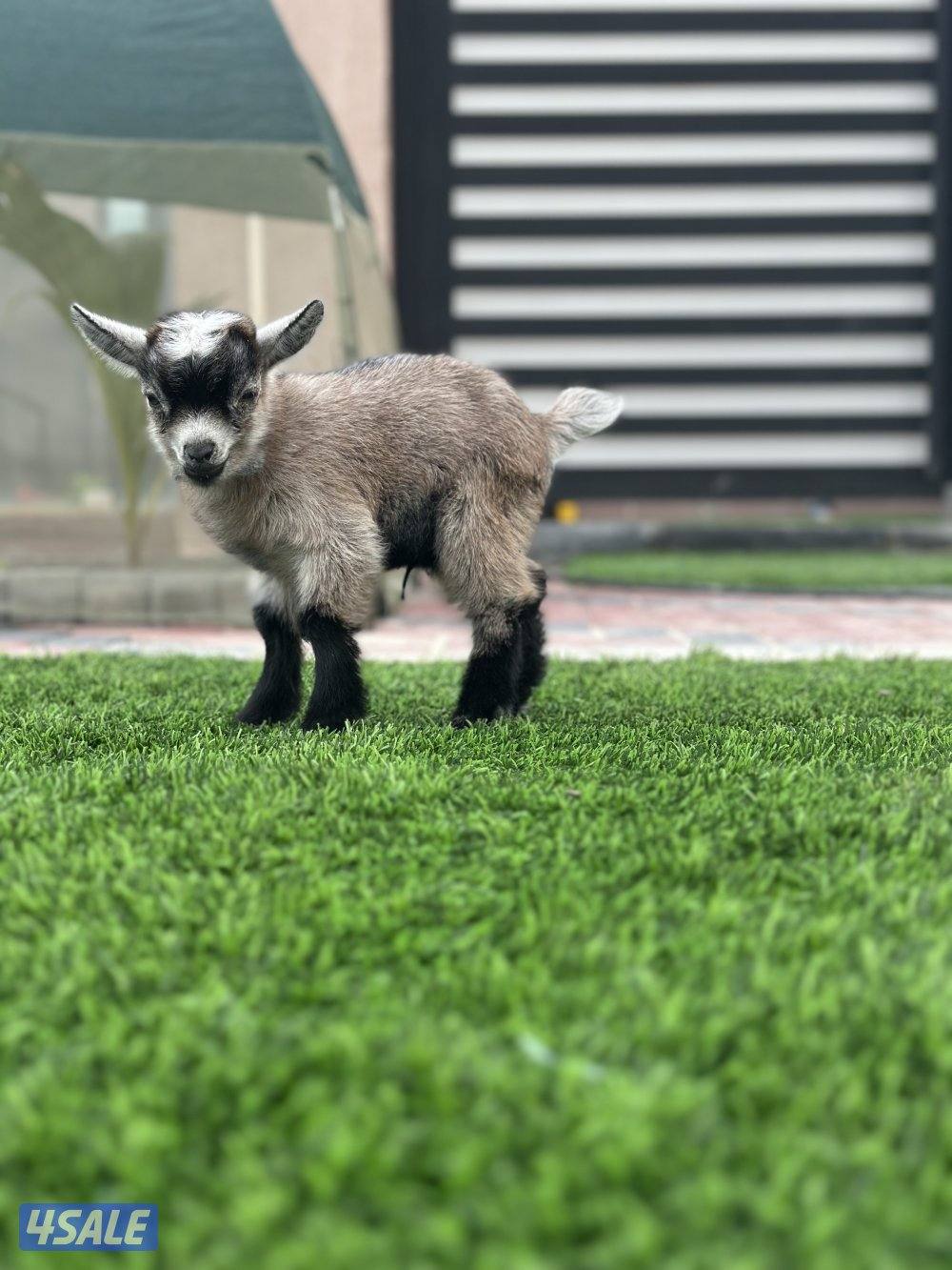 تيس جيكي متعود على المميه1