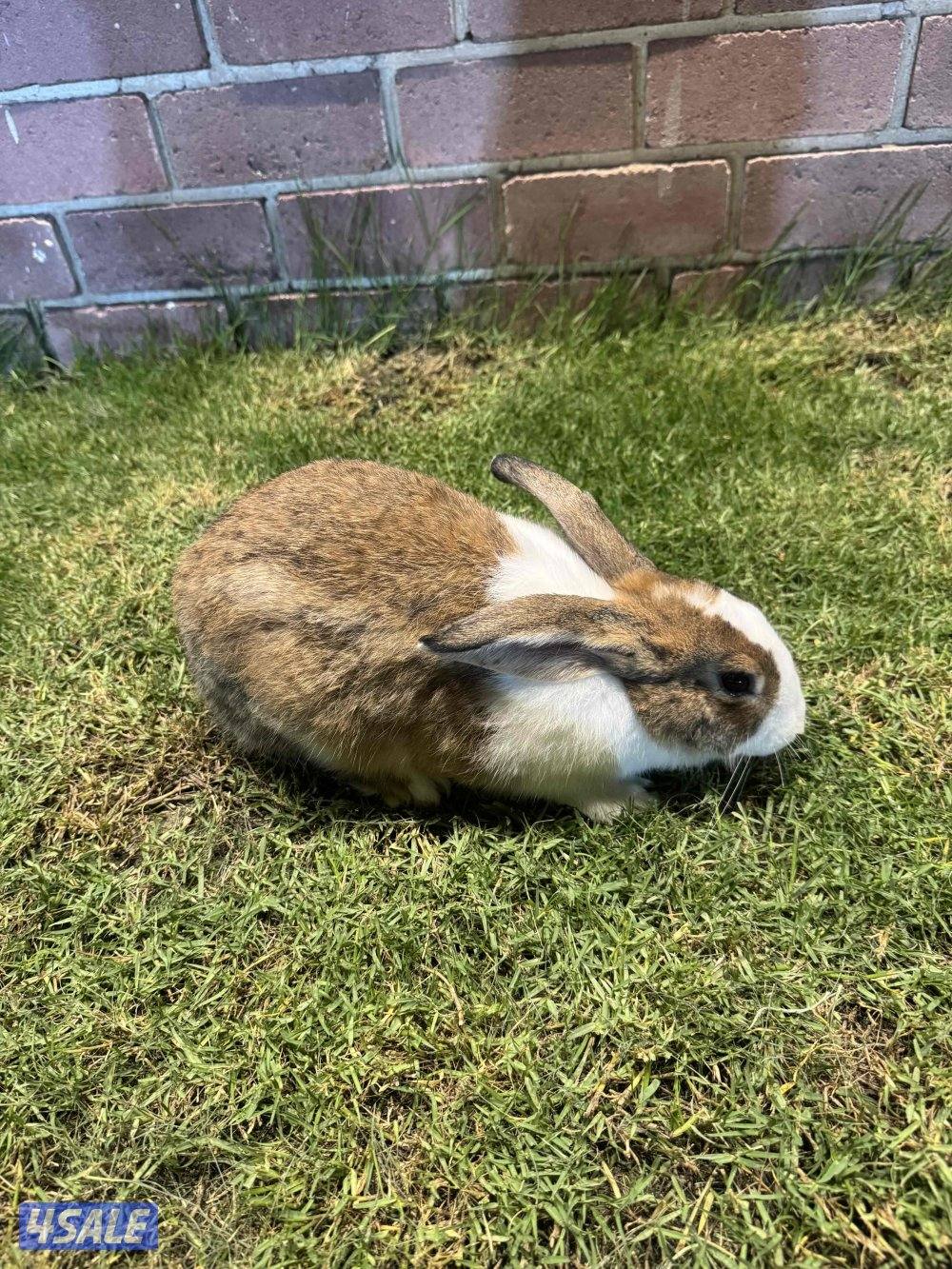 ارانب منتجه0