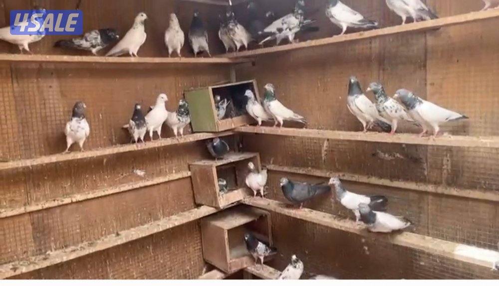 حمام باكستاني رس طيب0