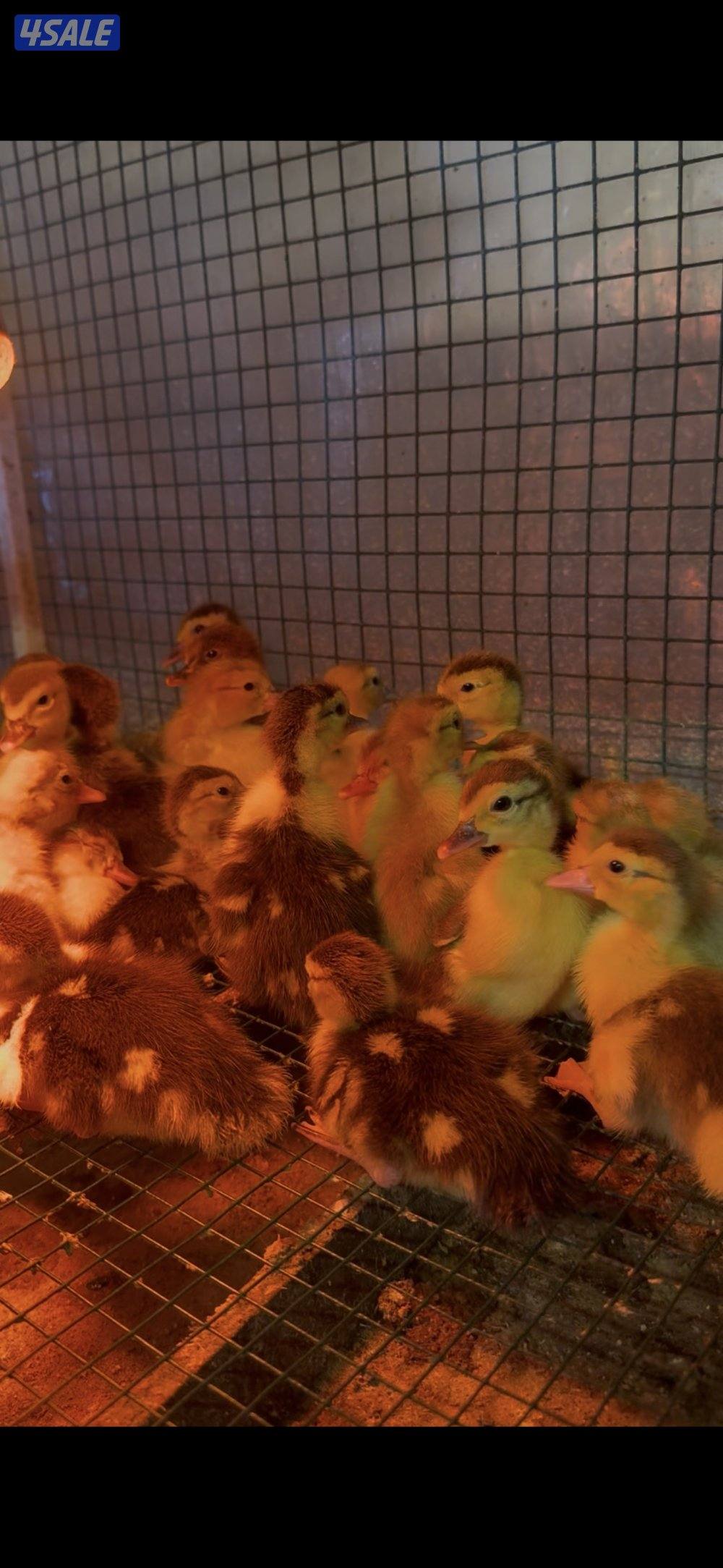 فروخ بط مصري0