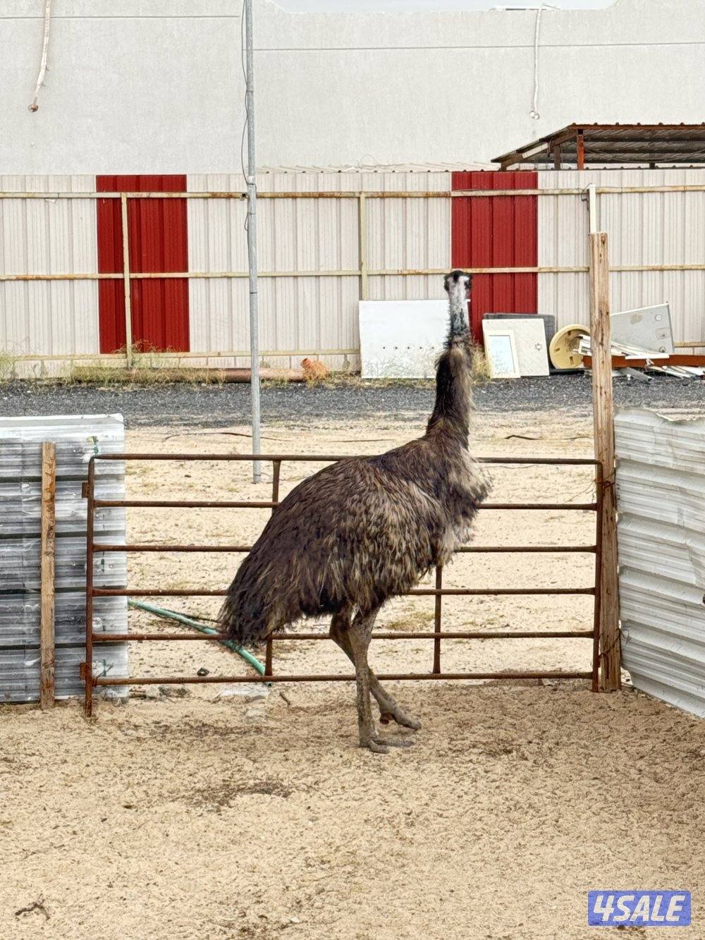 نعام ايمو  استرالي0