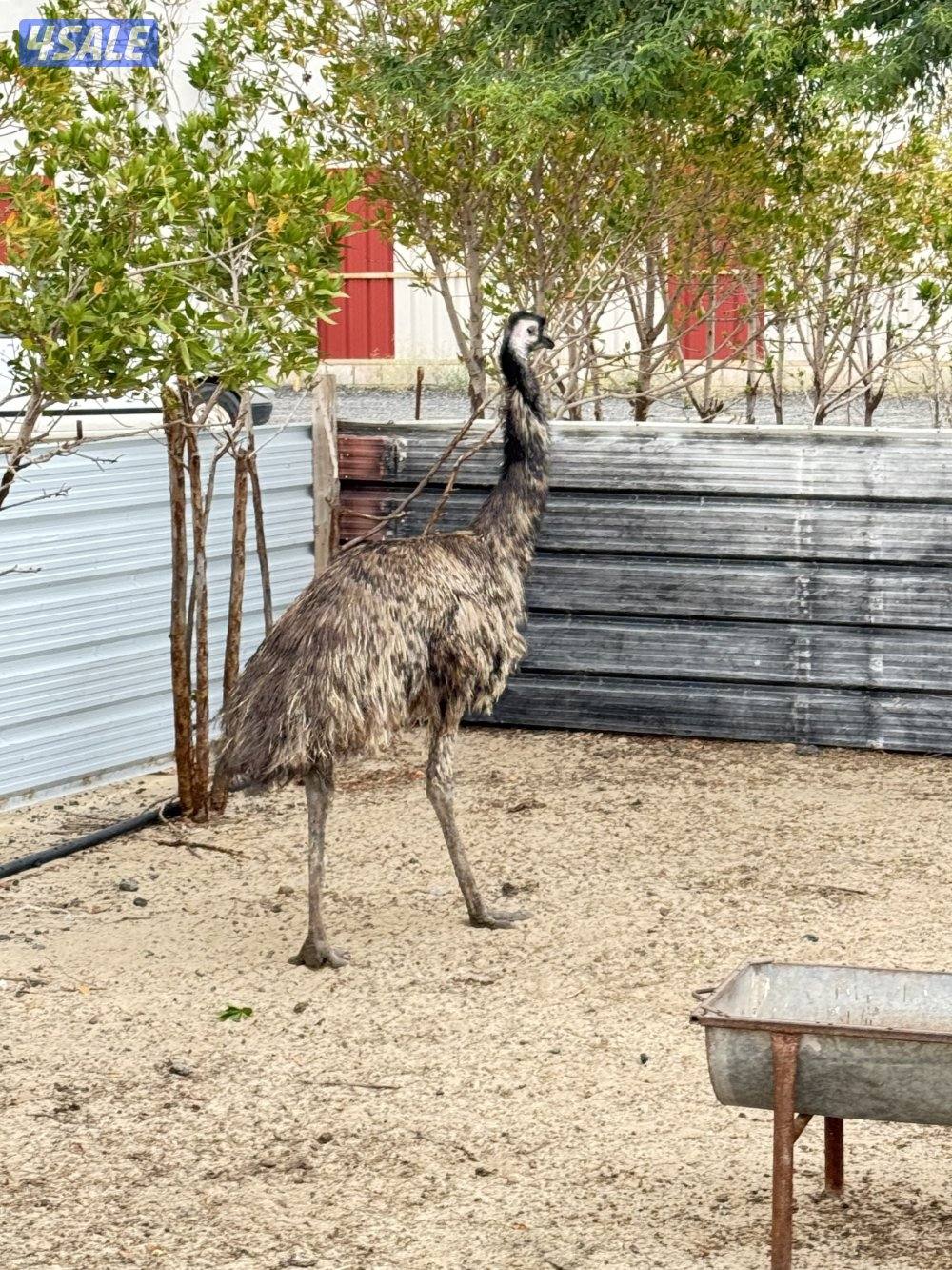 نعام ايمو  استرالي1