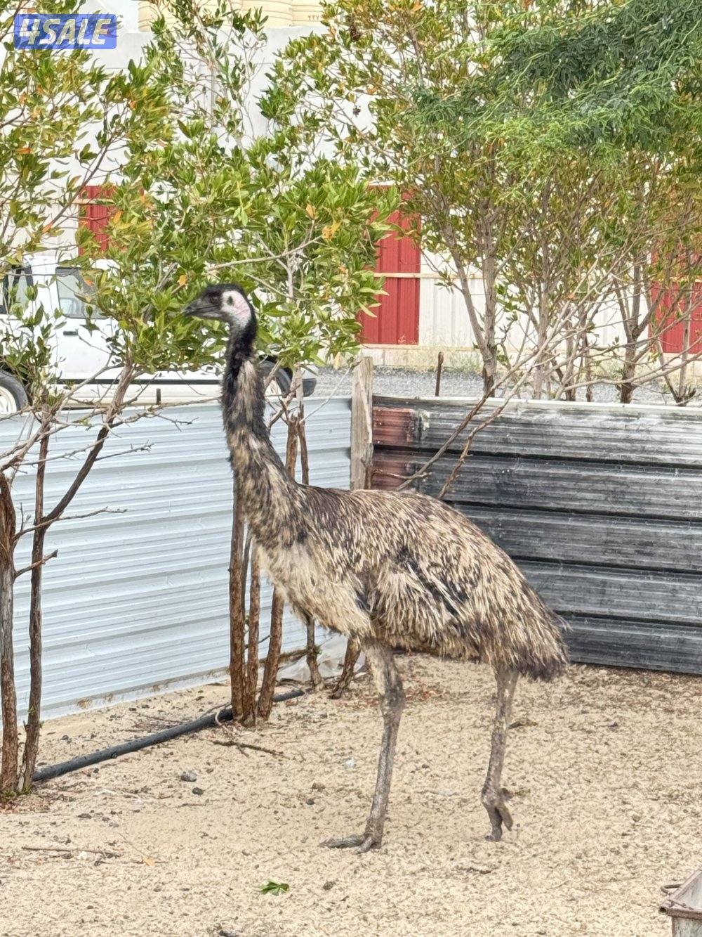 نعام ايمو  استرالي2