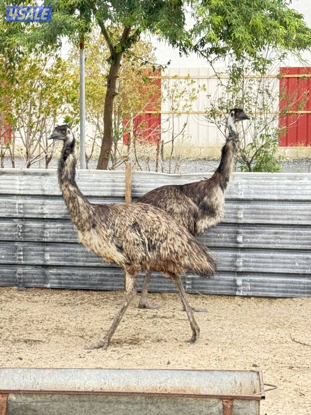 نعام ايمو  استرالي3