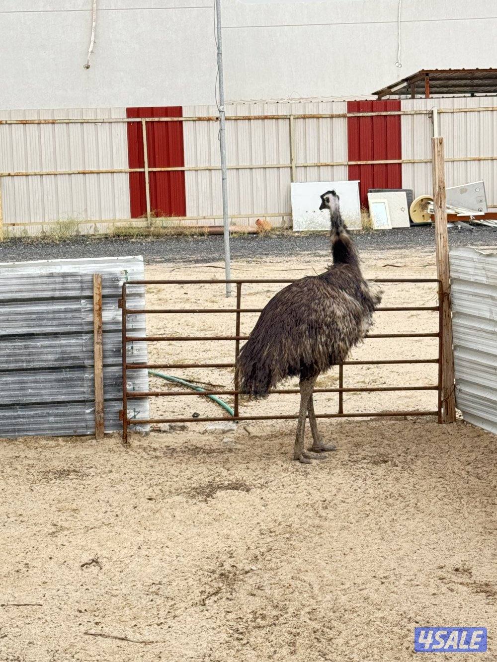 نعام ايمو  استرالي4