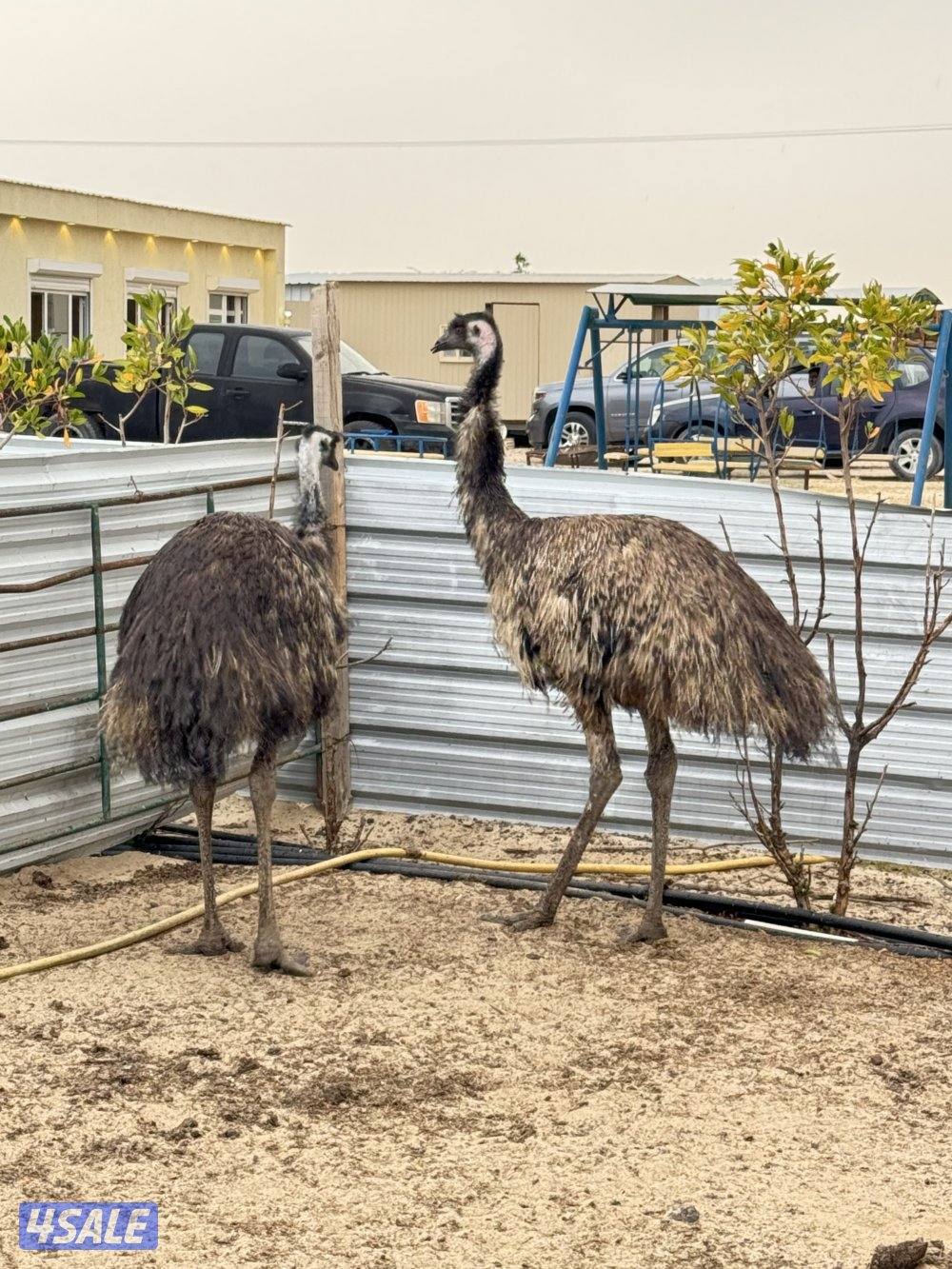 نعام ايمو  استرالي5